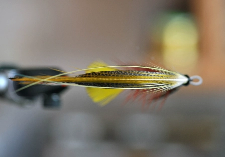 Red Jock Scott top view Red Jock Scott top view