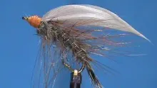 Video thumb for Red Squirrel Wet