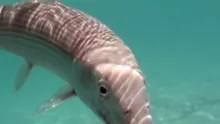 Video thumb for Fly Fishing New Caledonia