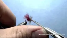 Video thumb for Ryan's Fire Ant