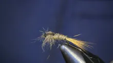 Video thumb for Fox Squirrel Nymph
