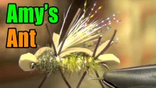 Video thumb for Amy's Ant