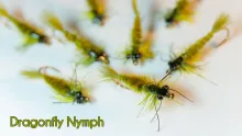 Video thumb for Dragonfly nymph