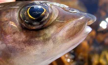 User submitted picture: Lens in the eye