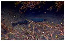 User submitted picture: searching for dry