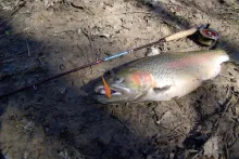 User submitted picture: Rainbow trout in small st...