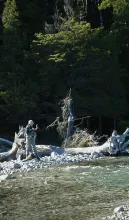 User submitted picture: Perhaps with another fly....