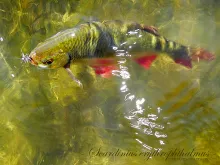 User submitted picture: The Dutch Poldertrout on ...