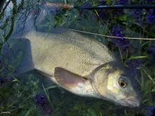 User submitted picture: bream