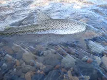 User submitted picture: Fins