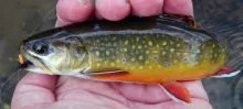User submitted picture: Brook Trout.  A typical j...