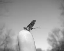 User submitted picture: The Mayfly