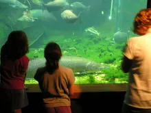 User submitted picture: Arapaima and black pacu a...