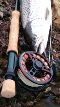 User submitted picture: Nice Silver on a Spring M...