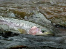 User submitted picture: This picture is of a stee...