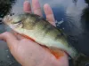 User submitted picture: European Pearch (Perca fl...