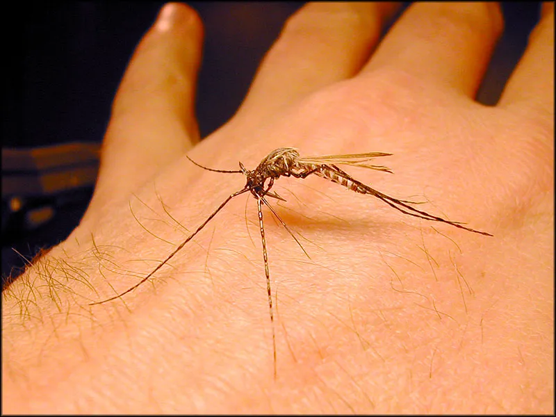 Hook point - The only things that give away this Bob Mead imitation is the hook point, which is visible here and the hook eye, almost visible under the rear legs. By incorporating the point and bend into the thorax and proboscis of the mosquito, Bob has managed to almost conceal it.