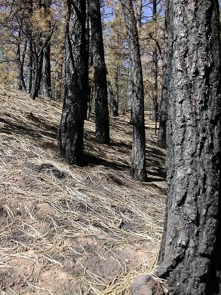War wounds - Circa 2002: The roadside trees display their war-wounds of being torched by the rapidly advancing fire wall. Fortunately, these trees survived the fires and will live on.