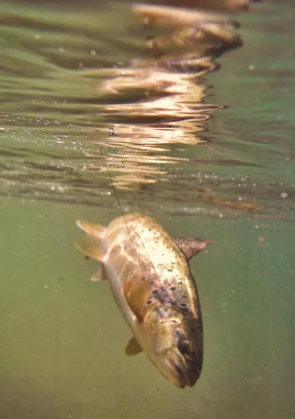 User submitted picture: Trout caught in the Rio U...