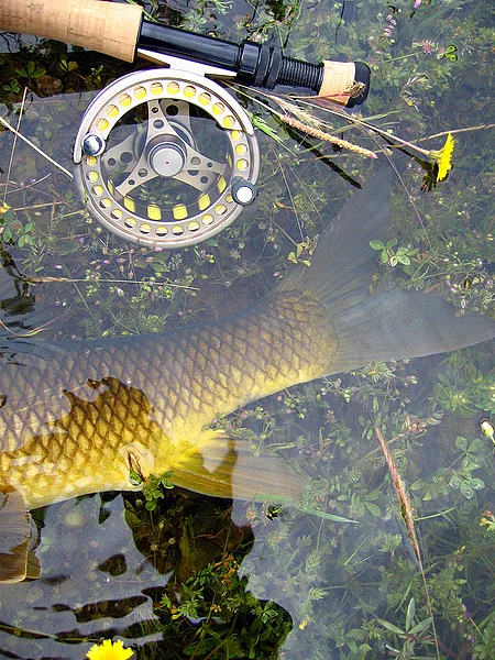 User submitted picture: The common barbel in a sp...