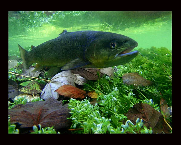 User submitted picture: ...siting on the river be...