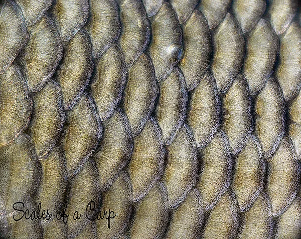 User submitted picture: Scales of a Carp.
This c...