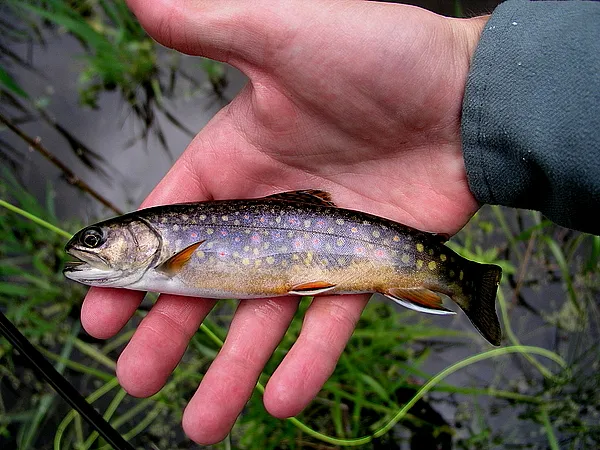 User submitted picture: salvelinus fontinalis