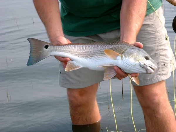 User submitted picture: Redfish that ate a shrimp...