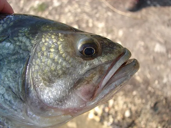 User submitted picture: Bass portrait