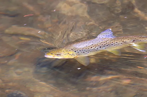 User submitted picture: Nice Brown trout - close ...
